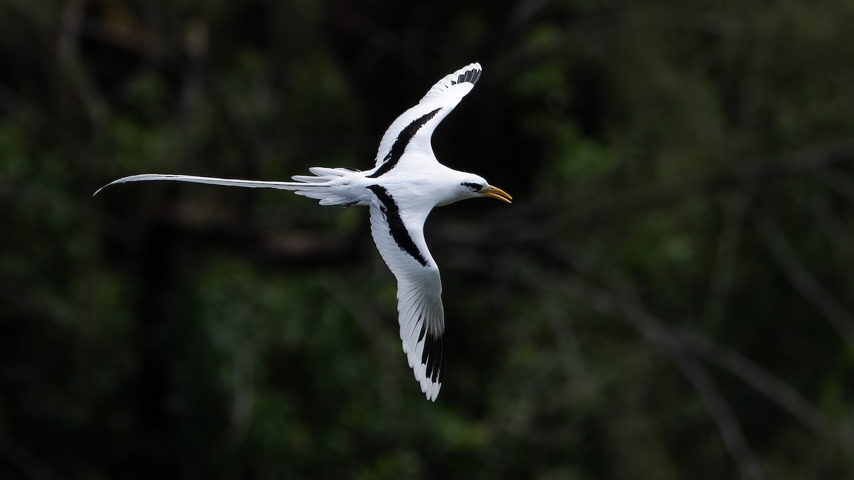 White-tailed Tropicbird - ML501994571