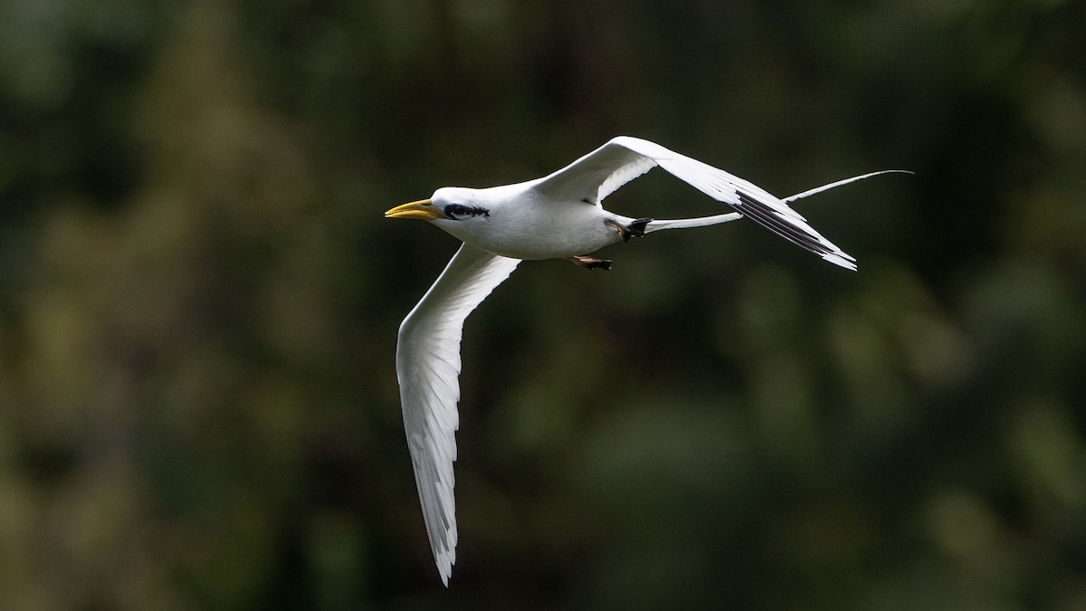 White-tailed Tropicbird - ML501994581