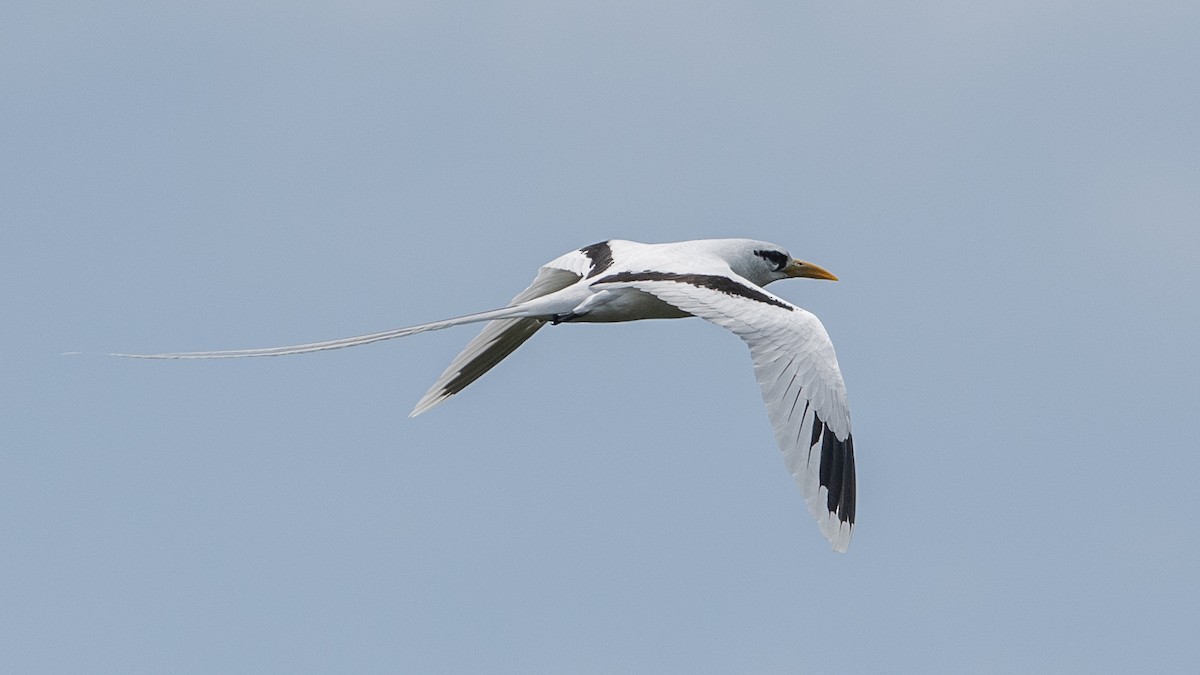 White-tailed Tropicbird - ML501994591