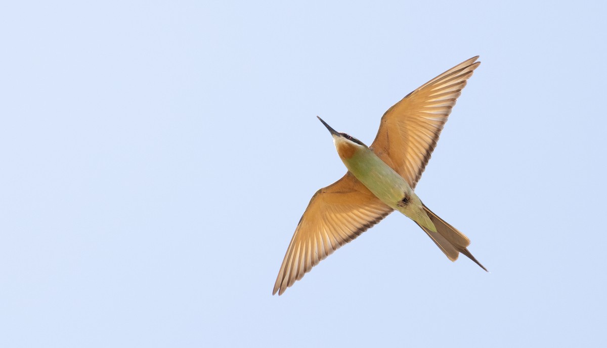 Olive Bee-eater - ML501995651