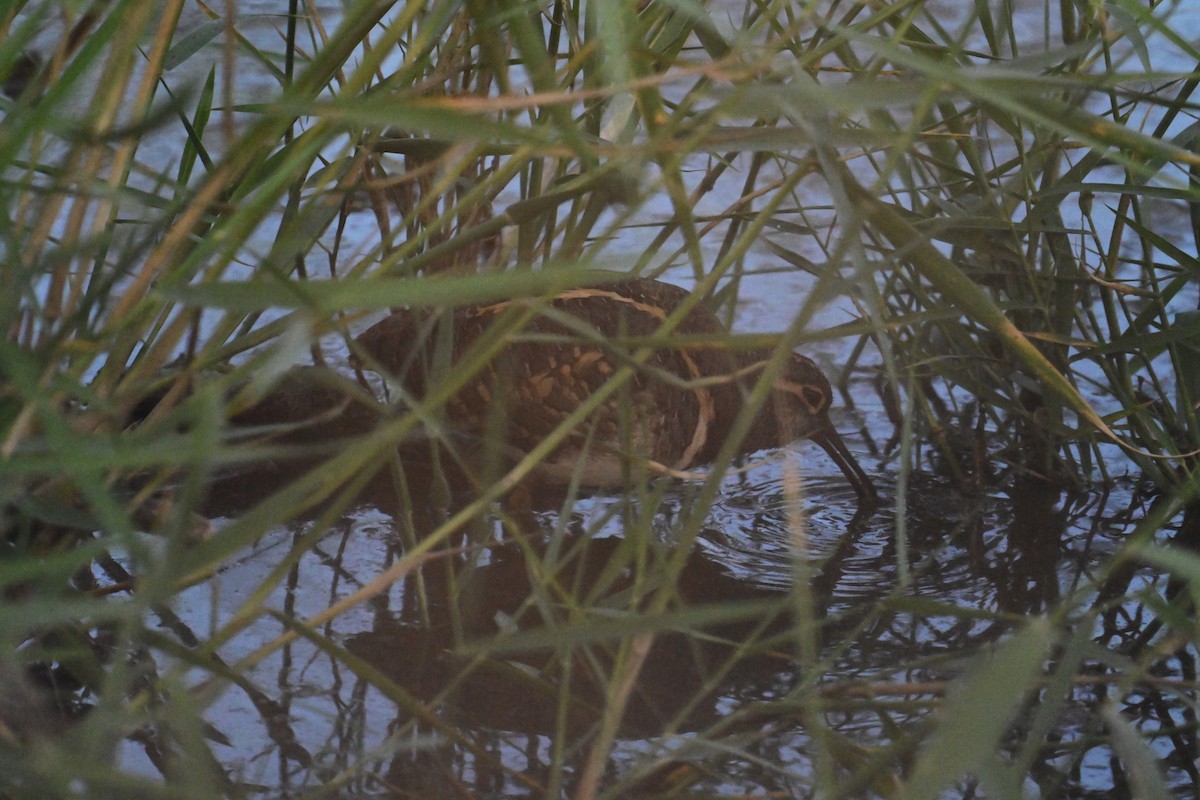 Greater Painted-Snipe - ML501995971