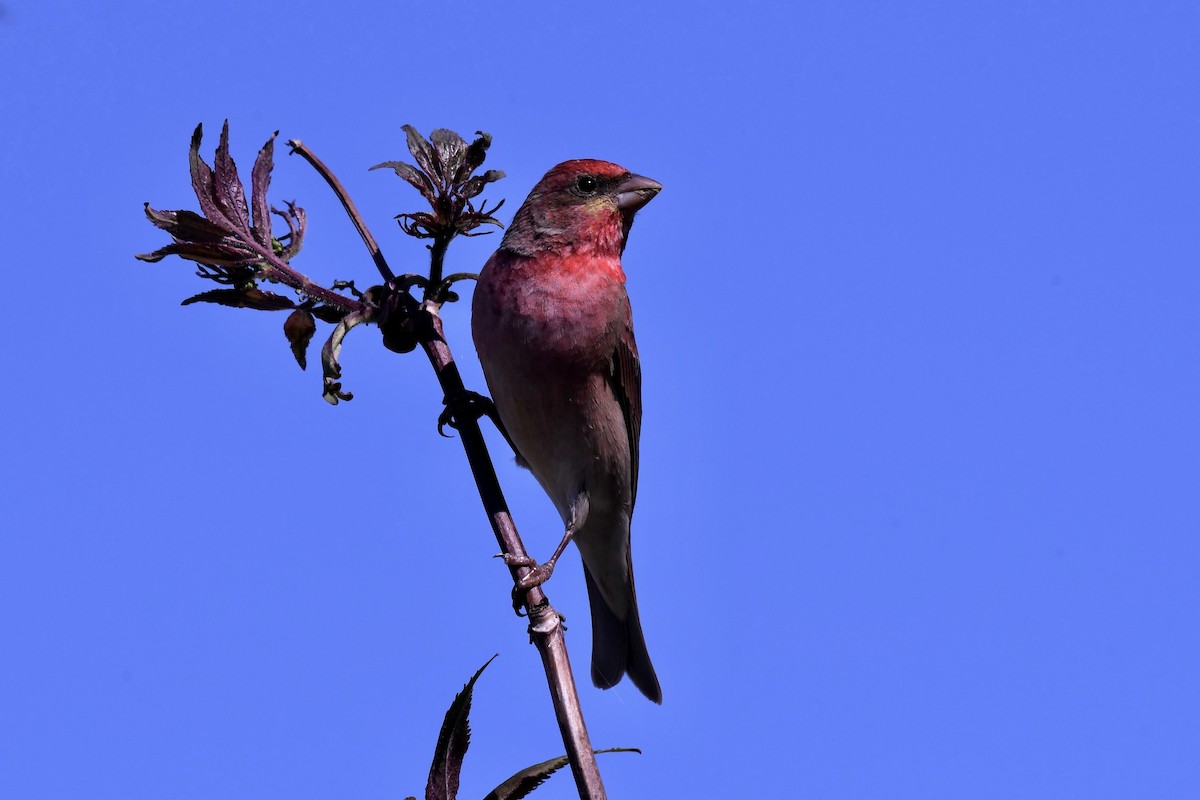 Common Rosefinch - ML501996181