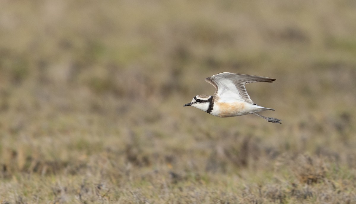 Madagascar Plover - Ian Davies