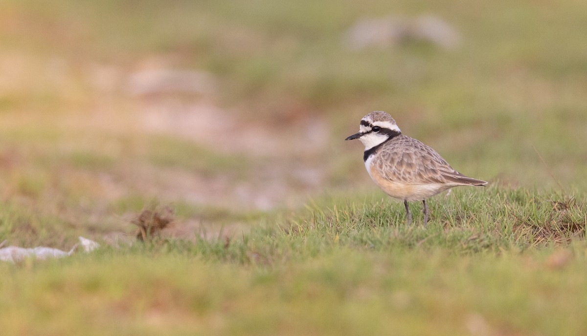 Madagascar Plover - ML501996211