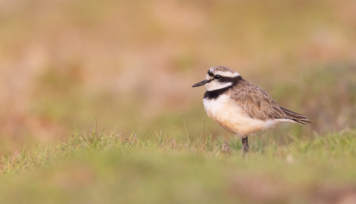 Madagascar Plover - Ian Davies