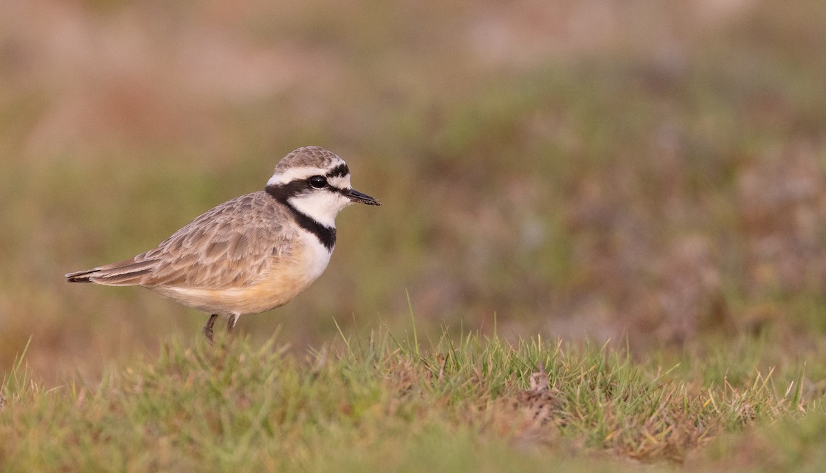 Madagascar Plover - Ian Davies