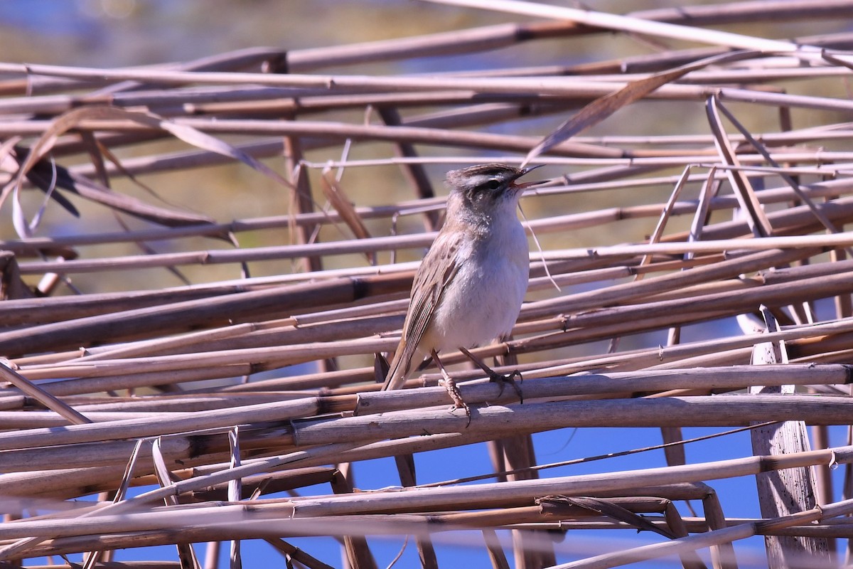 Sedge Warbler - ML501996461