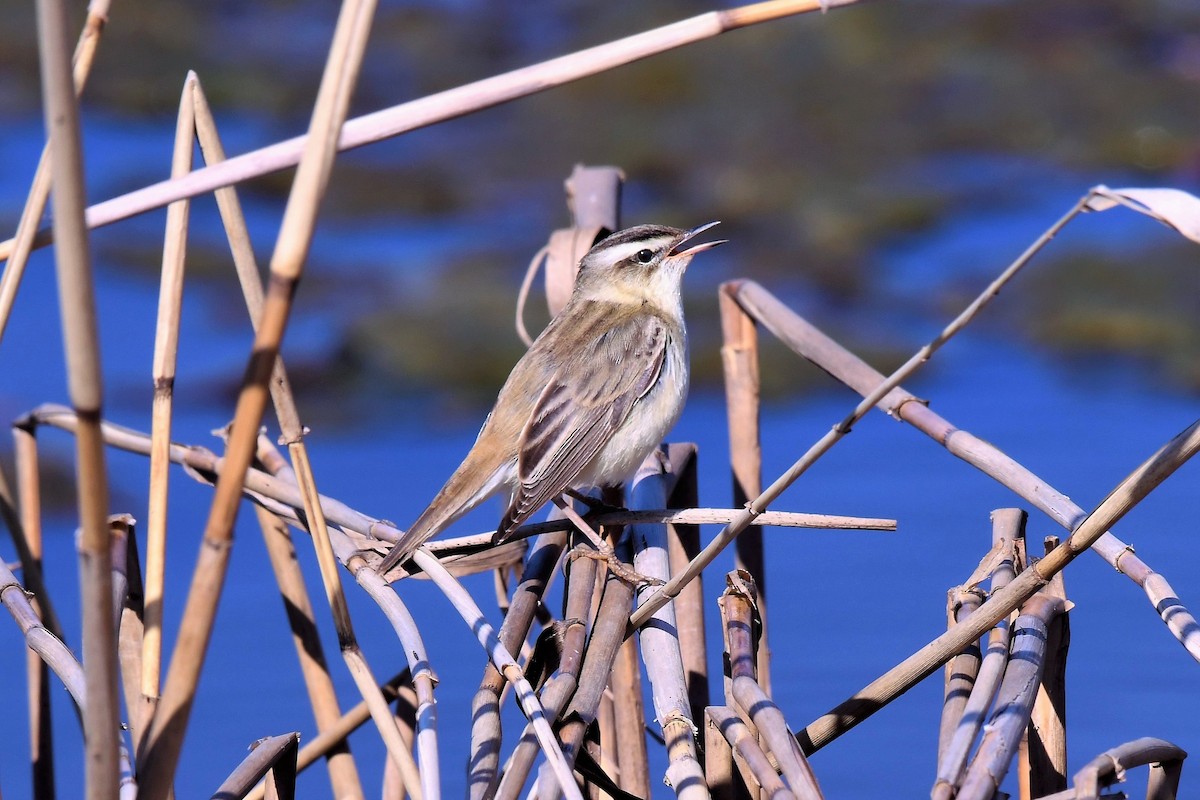 Sedge Warbler - Christian Engel