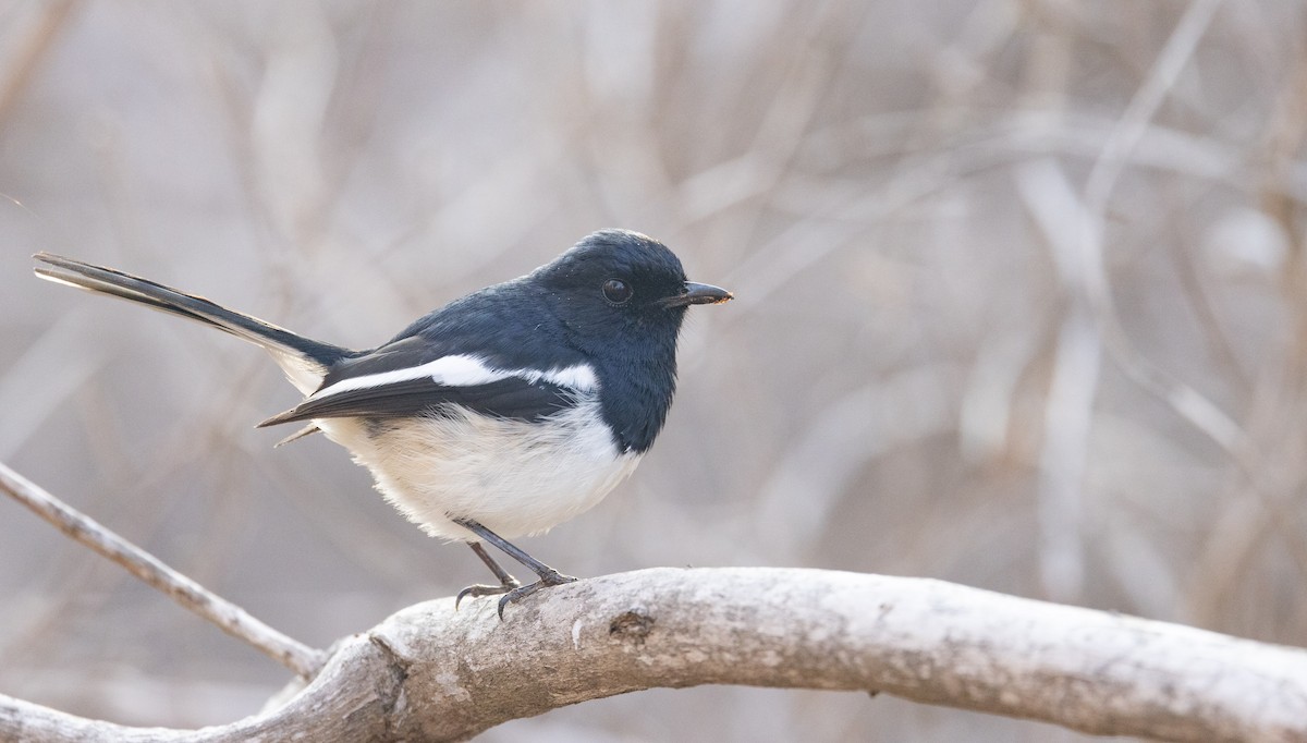 Madagascar Magpie-Robin (White-winged) - ML501996561