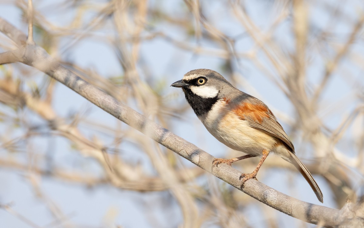 Red-shouldered Vanga - Ian Davies