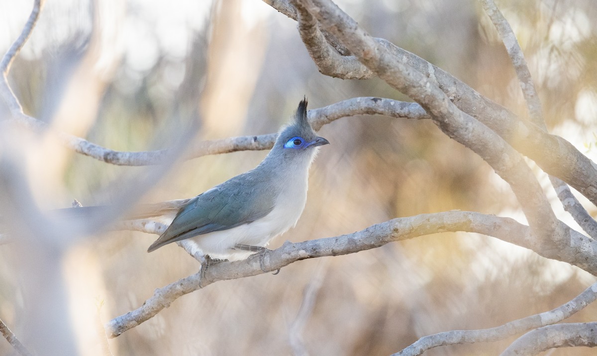 Verreaux's Coua - Ian Davies