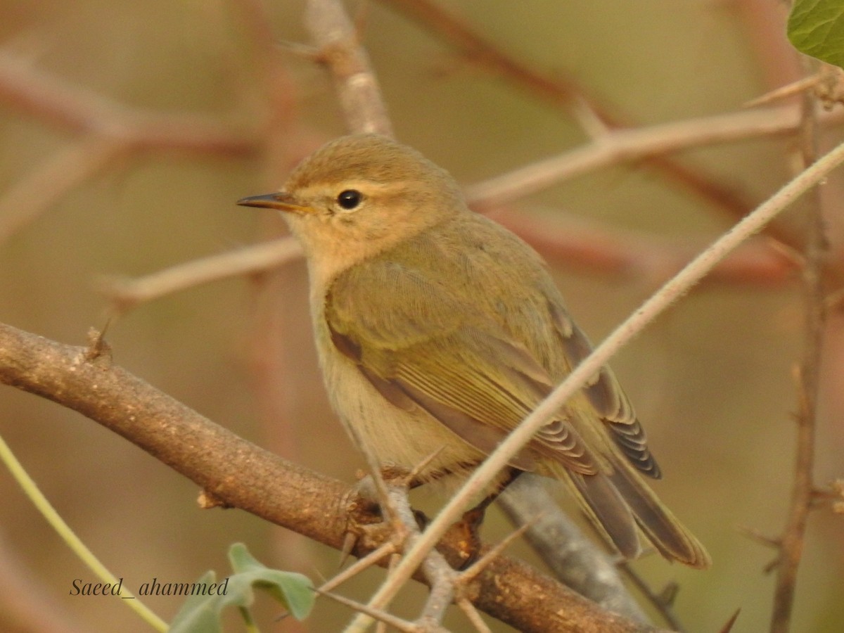 Common Chiffchaff - ML501997151