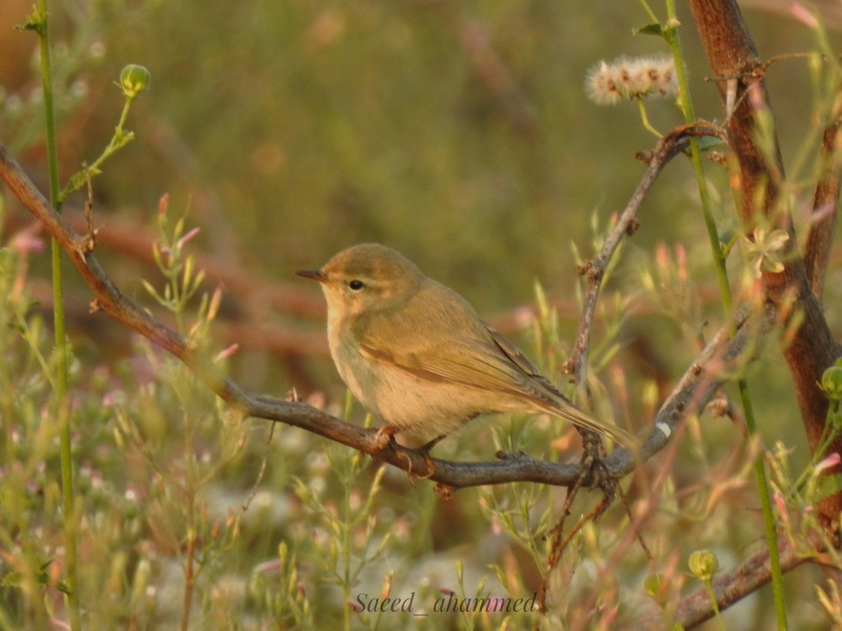 Common Chiffchaff - Ahammed Saeed
