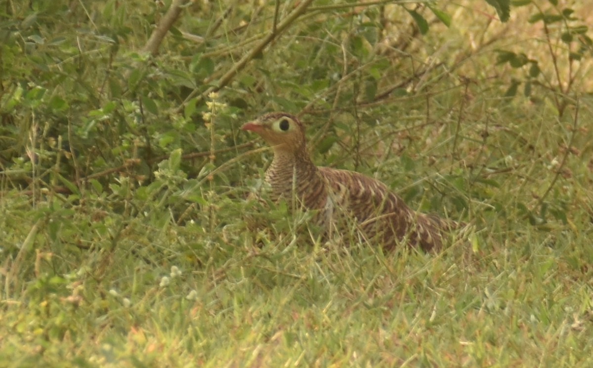 Painted Sandgrouse - ML501997831