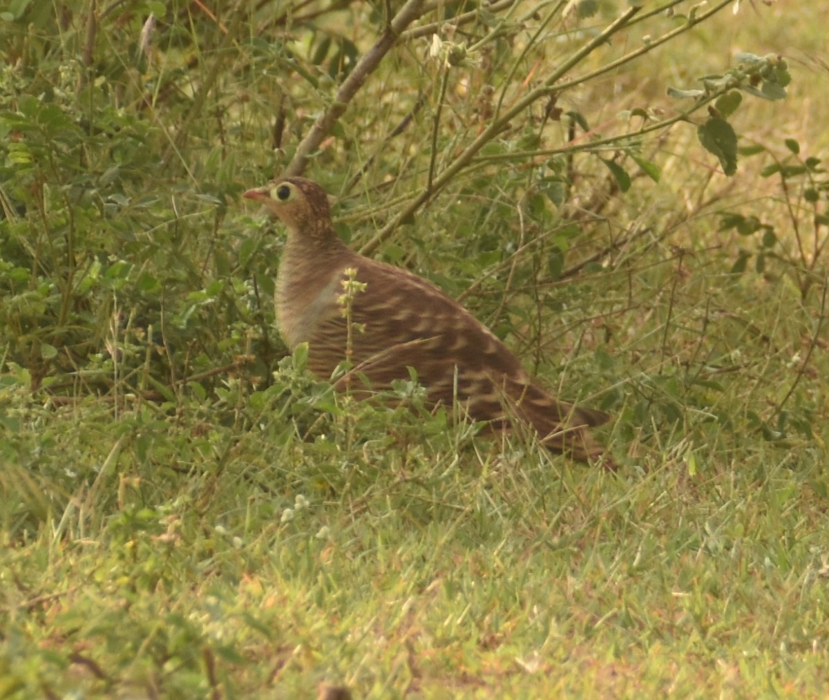 Painted Sandgrouse - ML501997841