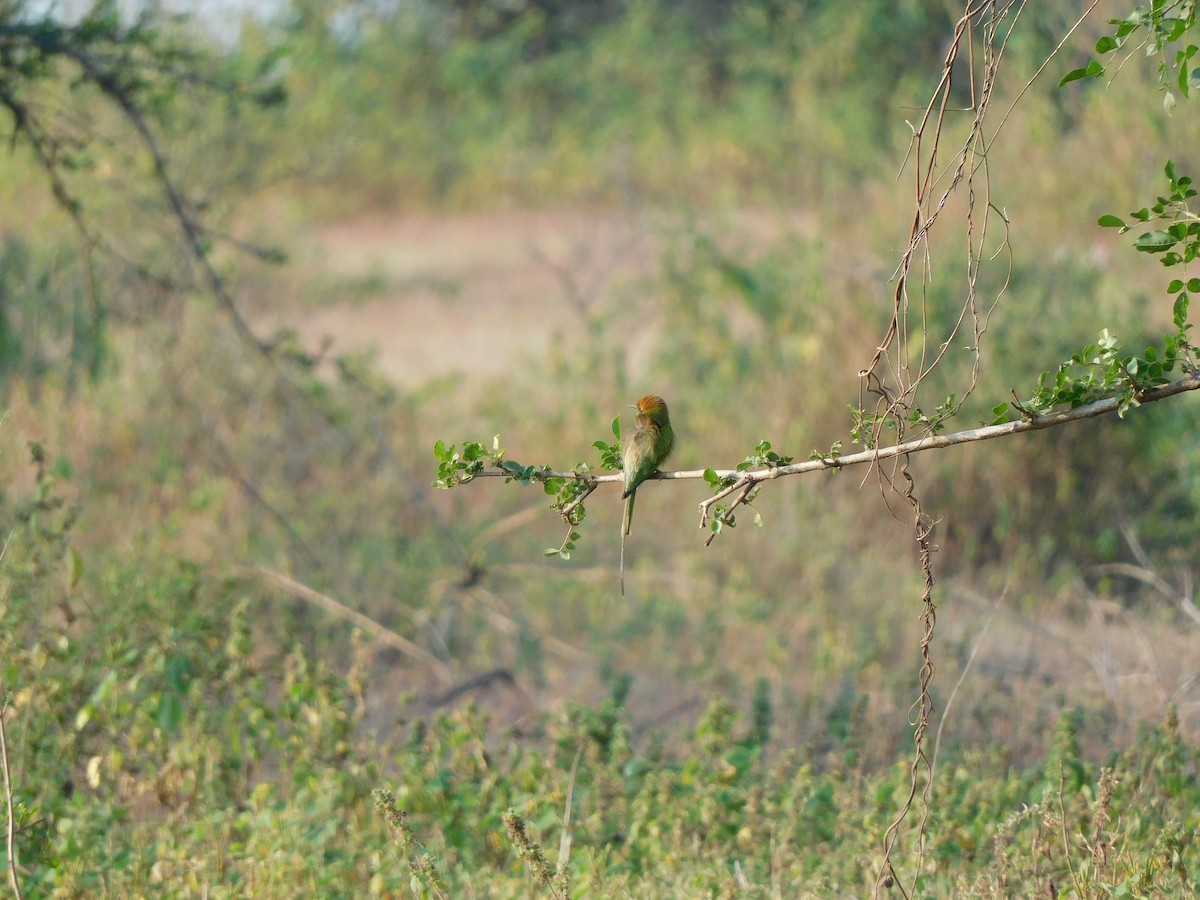 bee-eater sp. - ML501997951