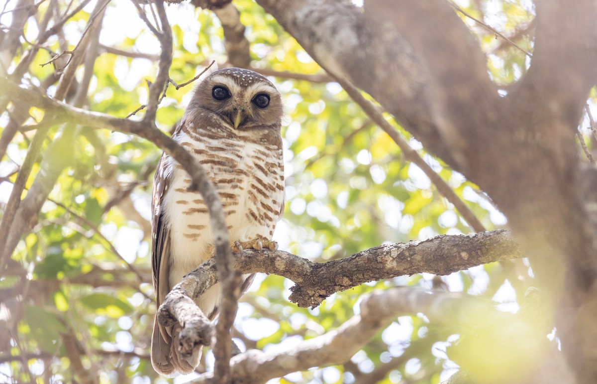 White-browed Owl - Ian Davies