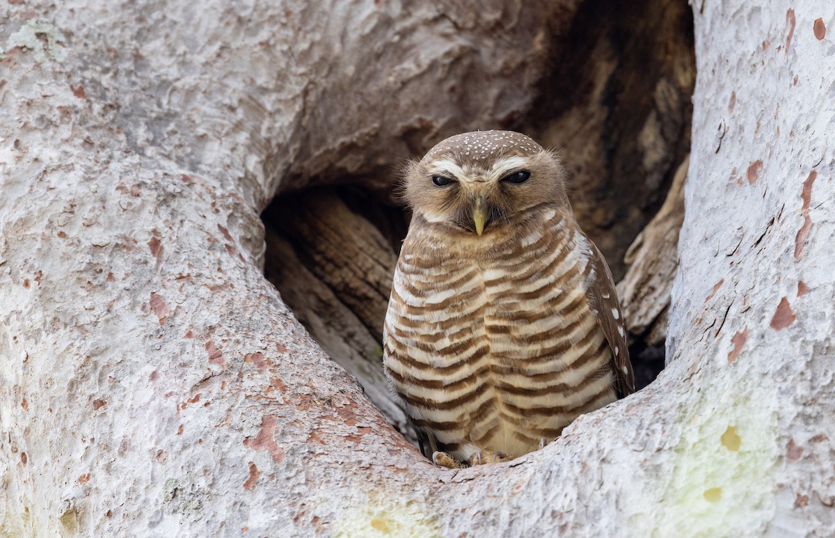 White-browed Owl - Ian Davies