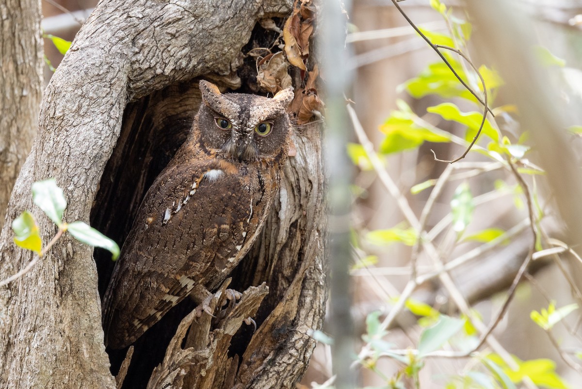 Madagascar Scops-Owl (Torotoroka) - Ian Davies