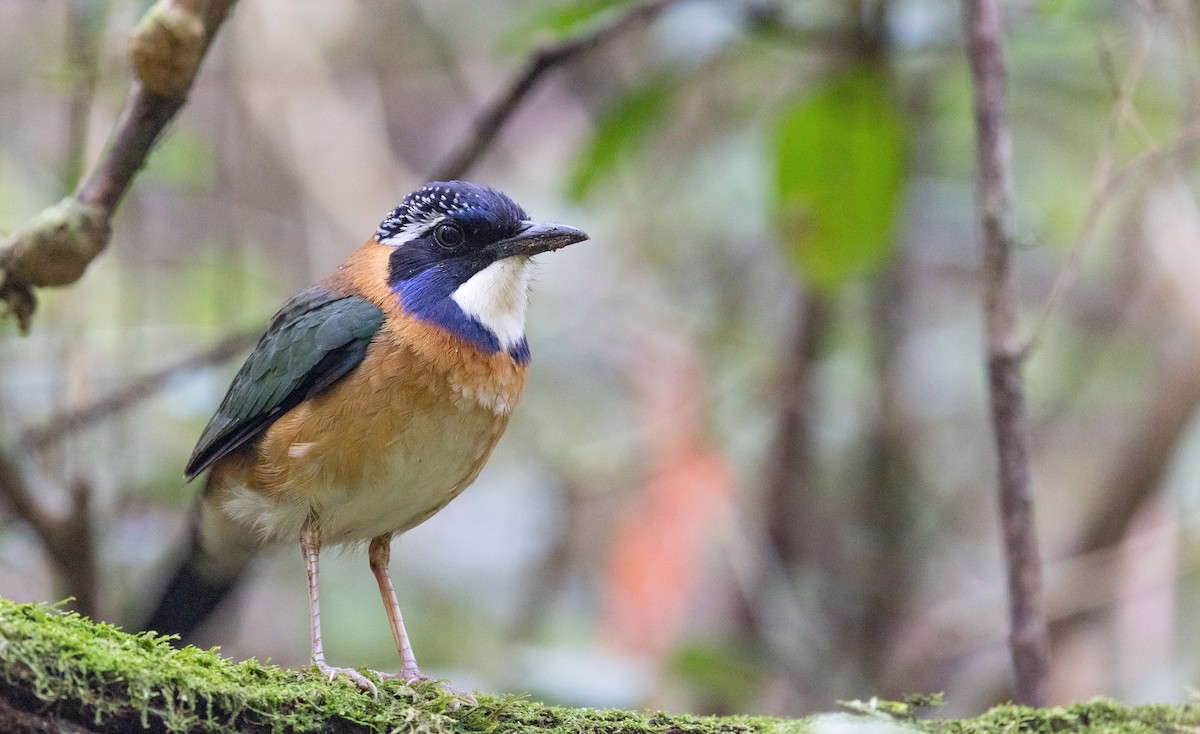 Pitta-like Ground-Roller - Ian Davies