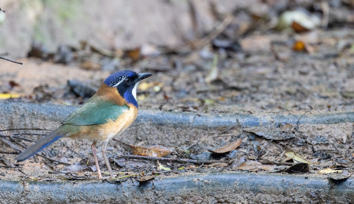 Pitta-like Ground-Roller - Ian Davies