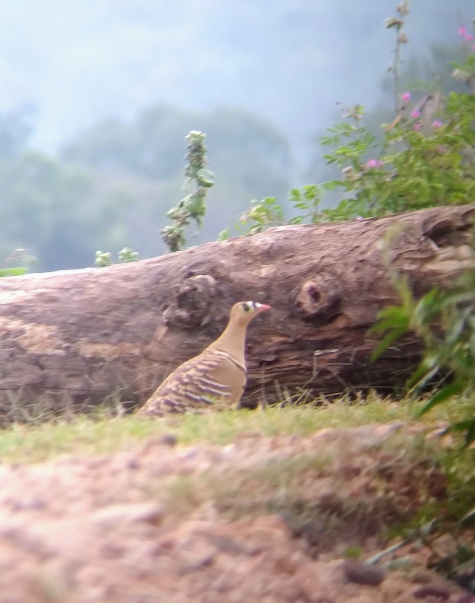 Painted Sandgrouse - ML501999191