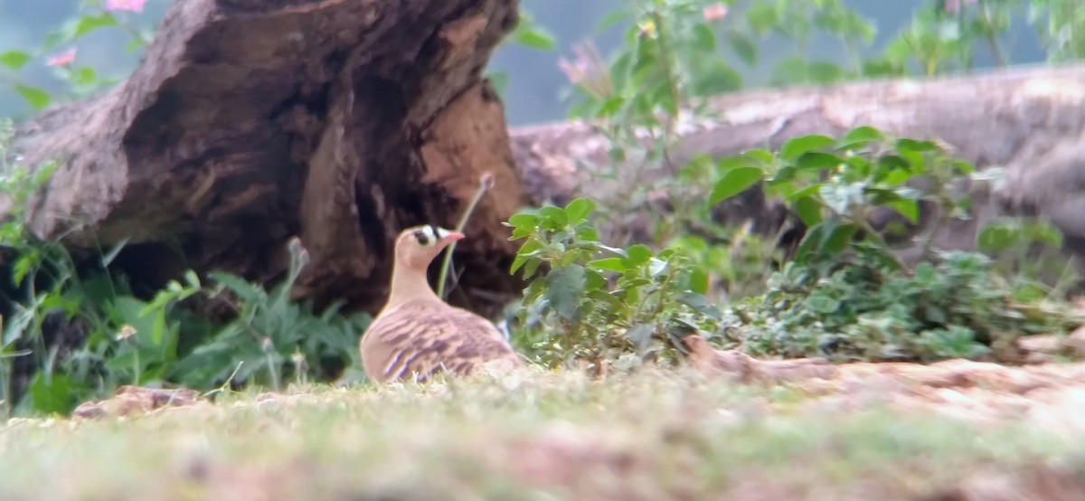 Painted Sandgrouse - ML501999221