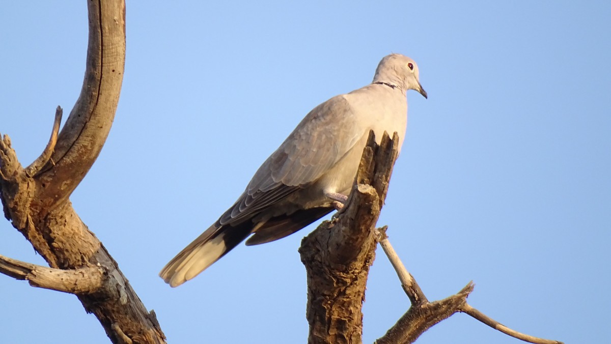 Eurasian Collared-Dove - ML501999801