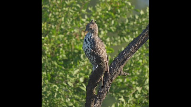 Changeable Hawk-Eagle - ML502000421