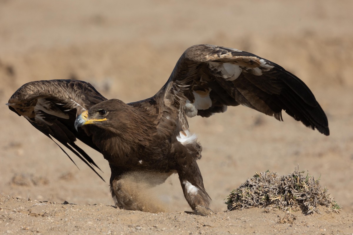 Steppe Eagle - Samanvitha Rao