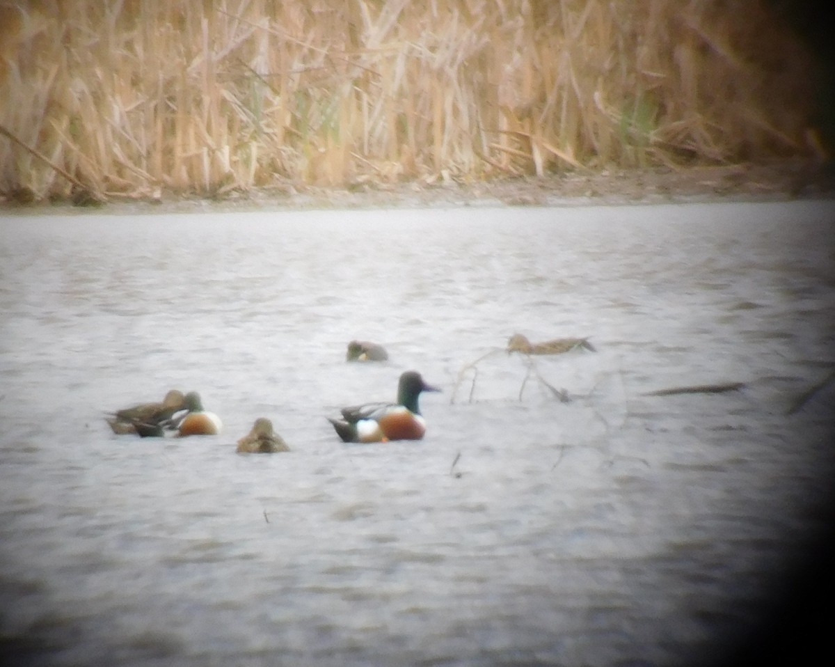 Northern Shoveler - ML50200141