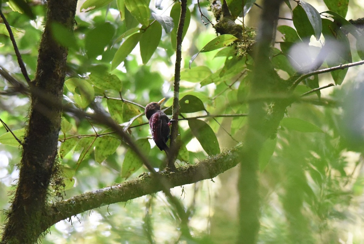 Maroon Woodpecker - ML502001811