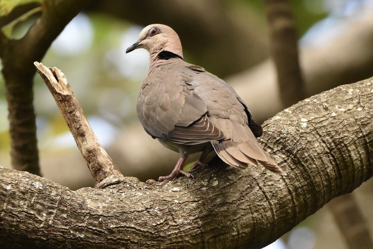 Red-eyed Dove - Matthew Law