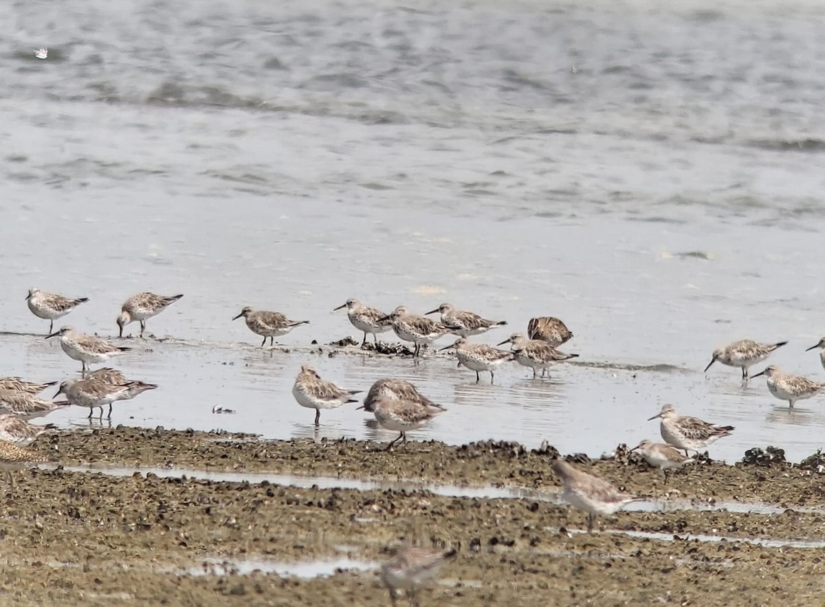 Great Knot - ML502002431