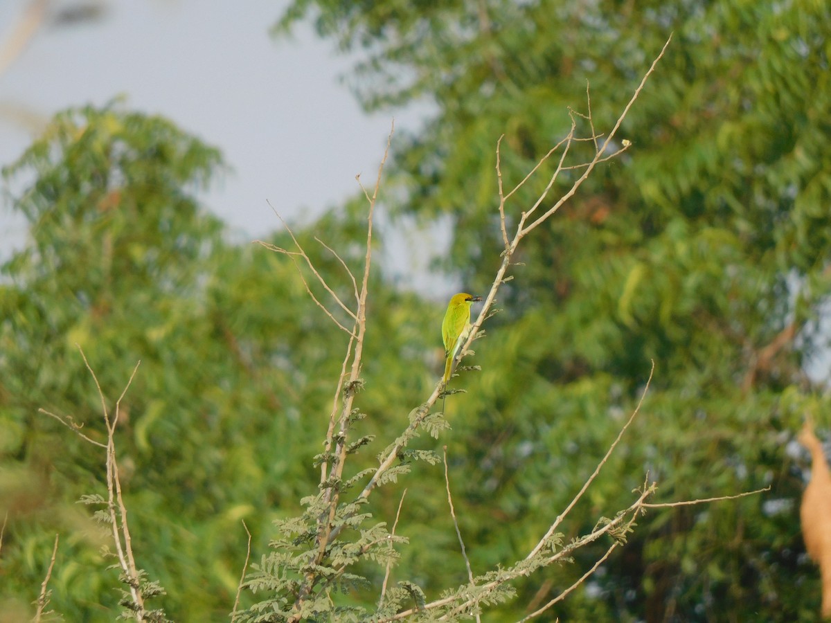 bee-eater sp. - ML502002691
