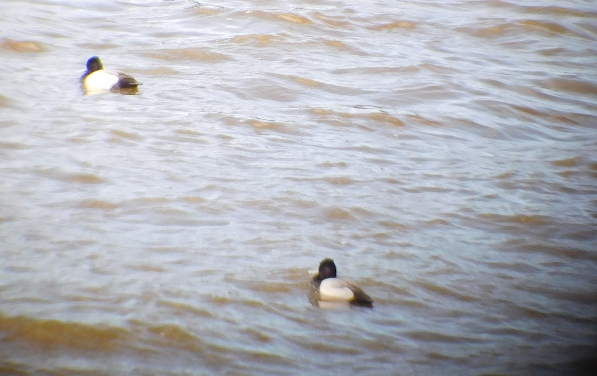 Lesser Scaup - ML50200401