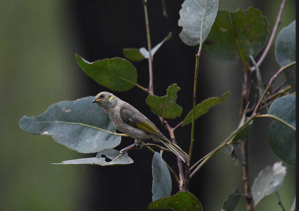 Fuscous Honeyeater - ML502004501