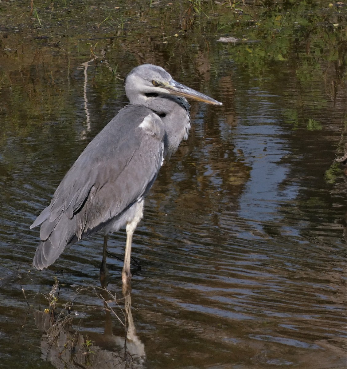 Gray Heron - ML502005491