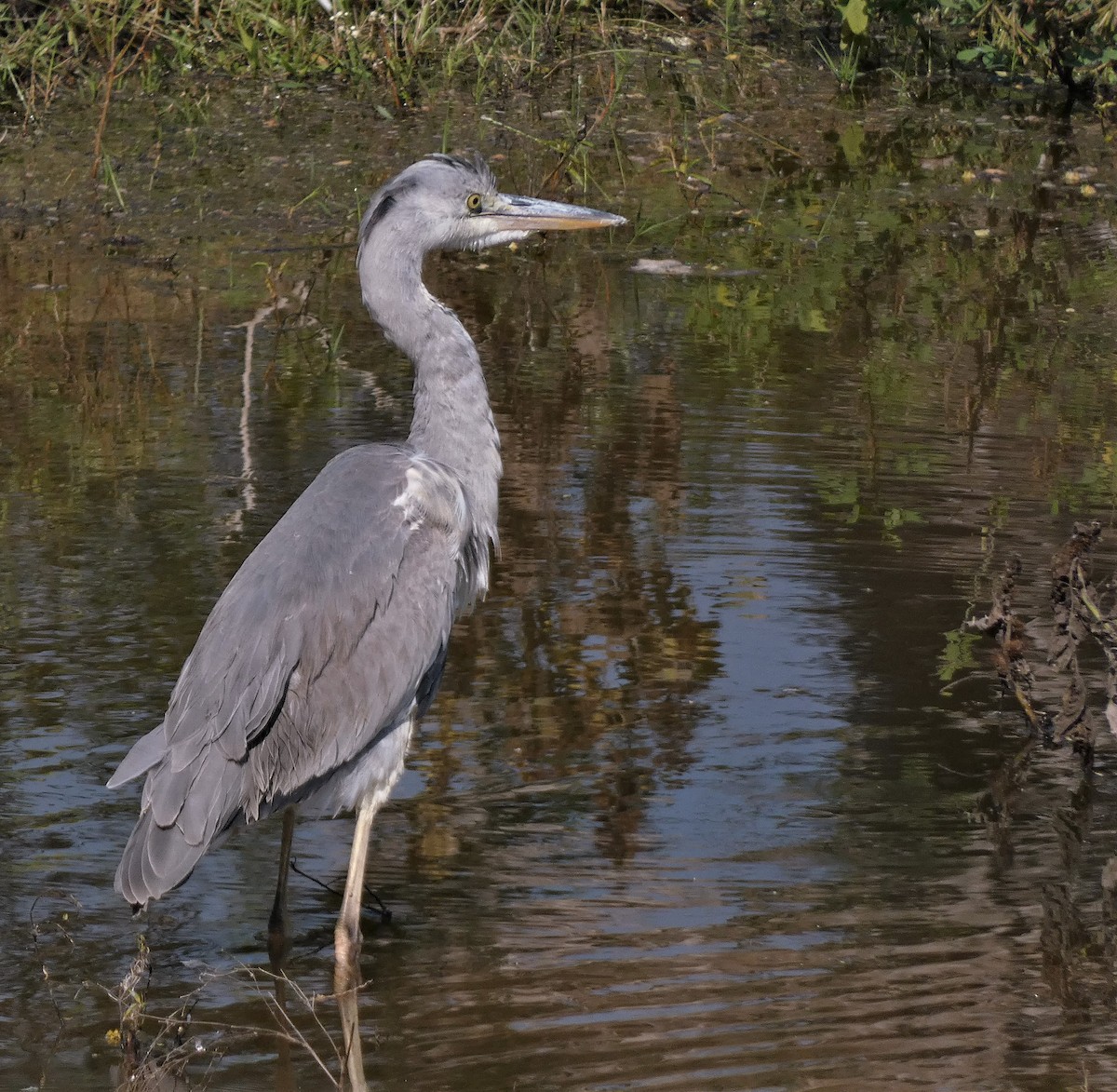 Gray Heron - Santharam V