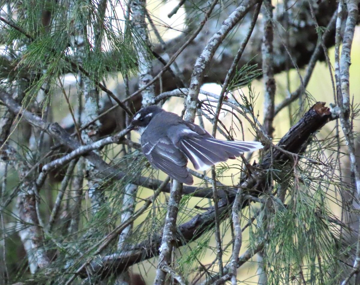 Gray Fantail - ML502006321