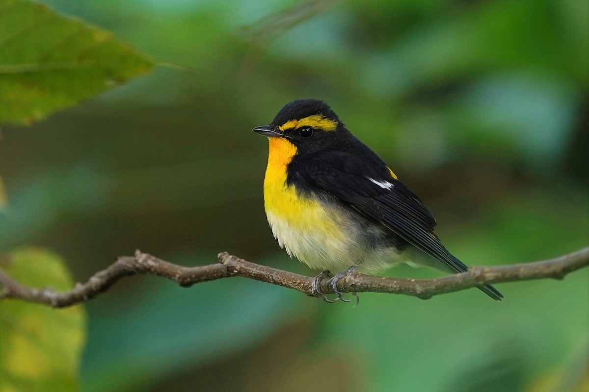 Narcissus Flycatcher - ML502007351