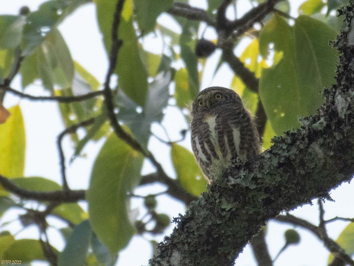Collared Owlet - T I