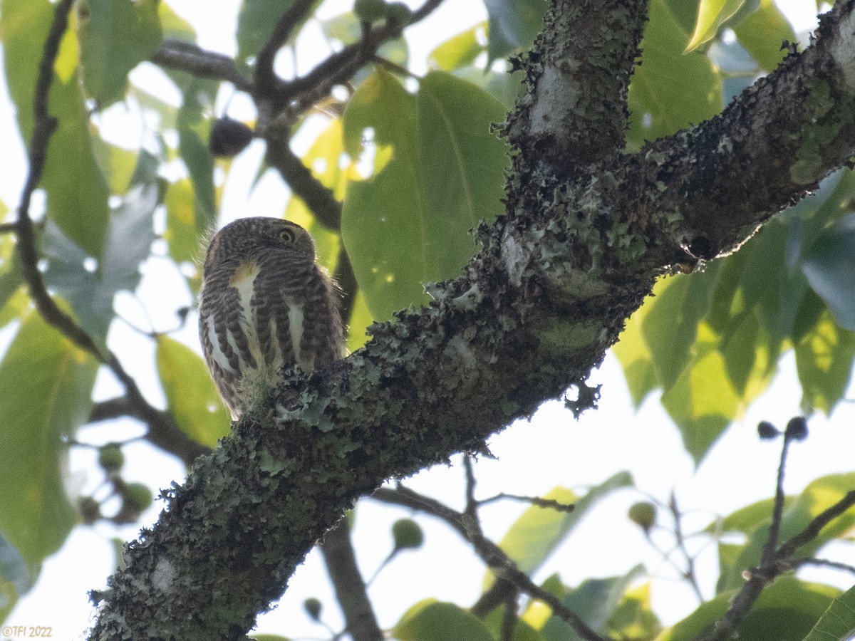 Collared Owlet - ML502007911