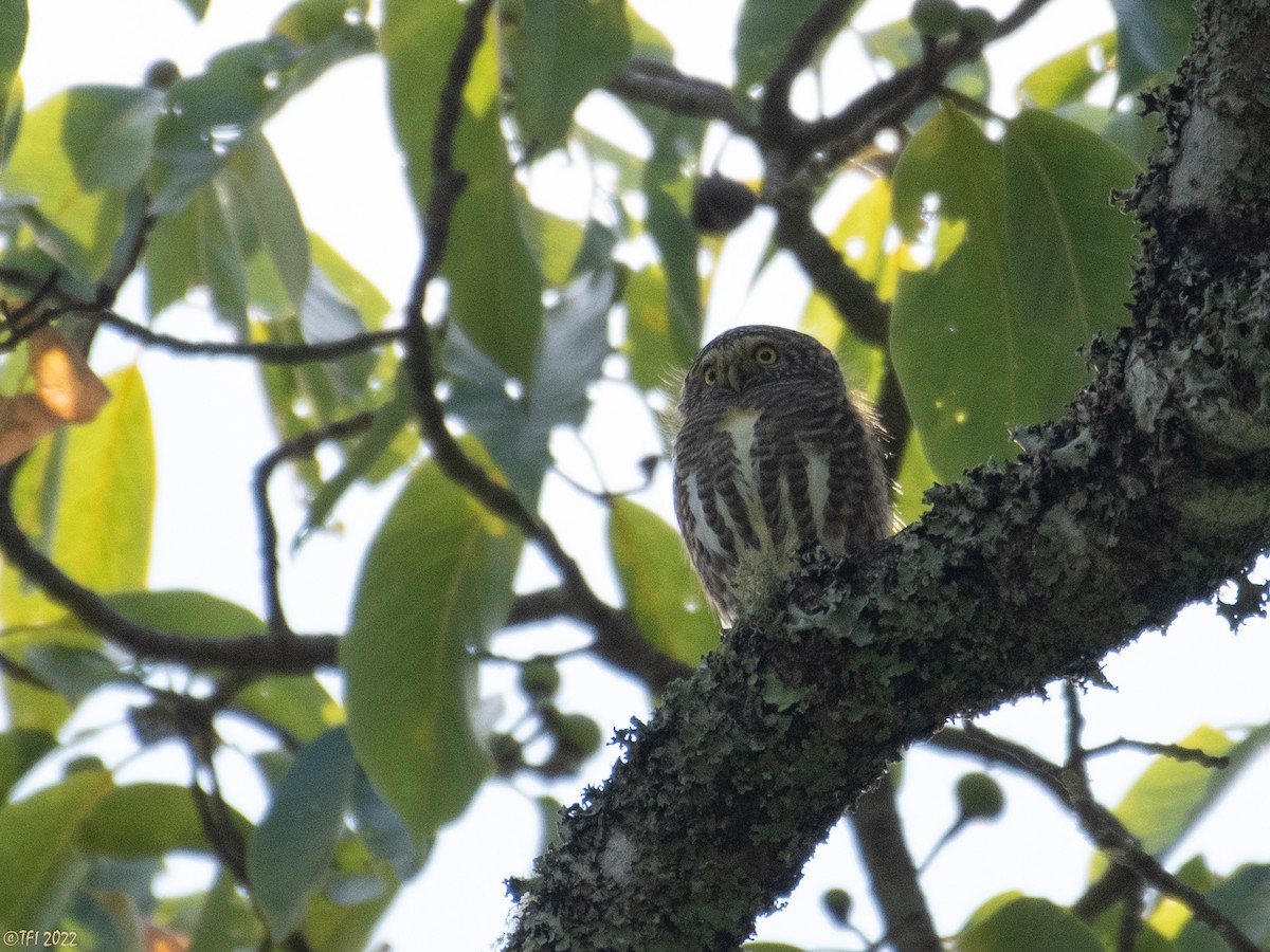 Collared Owlet - ML502007921