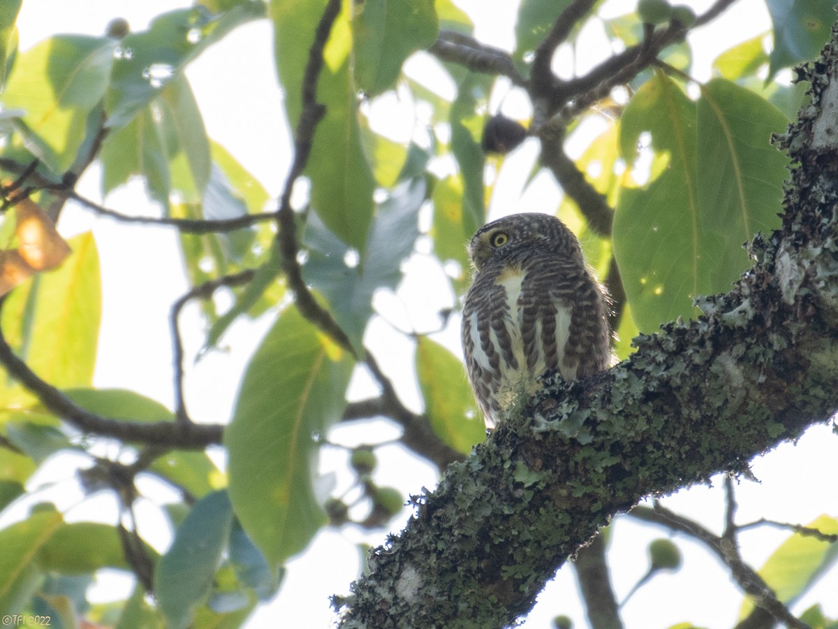 Collared Owlet - ML502007931