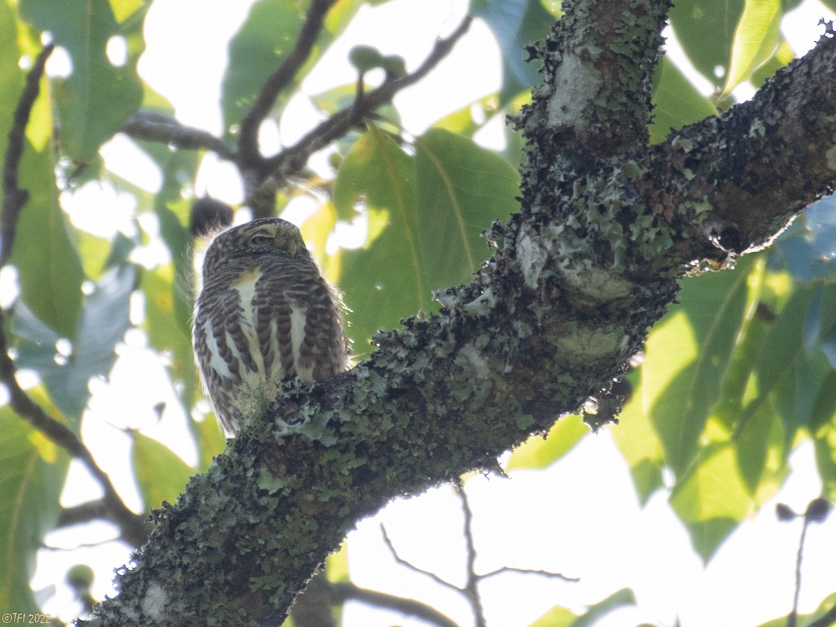 Collared Owlet - ML502007951