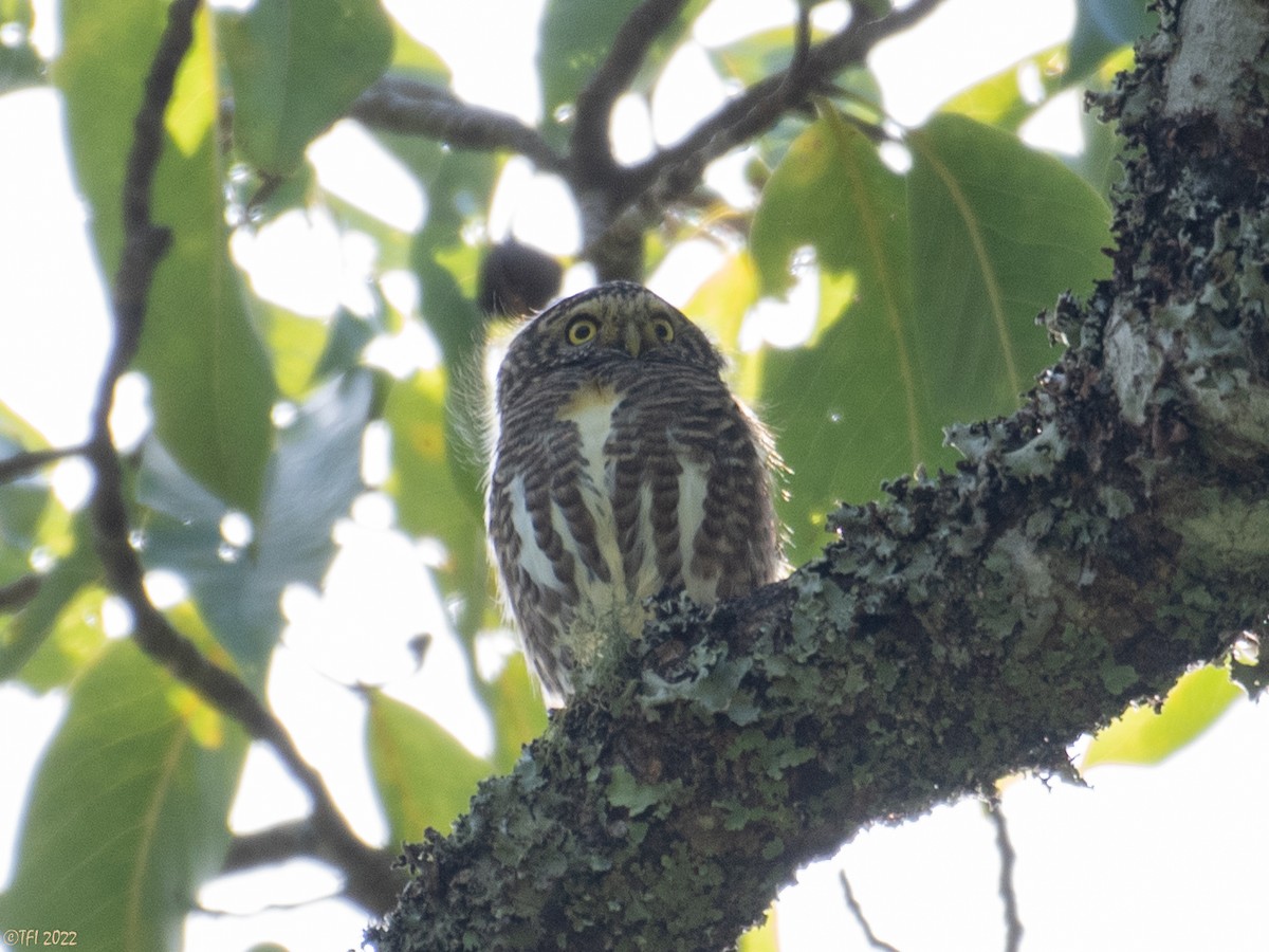 Collared Owlet - ML502007971