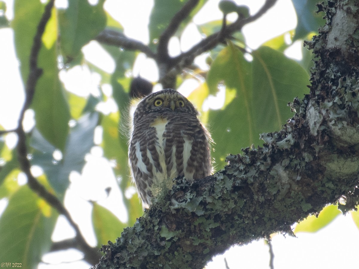 Collared Owlet - ML502007981