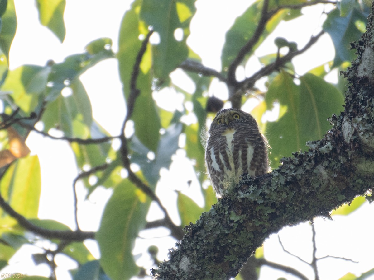 Collared Owlet - ML502008001