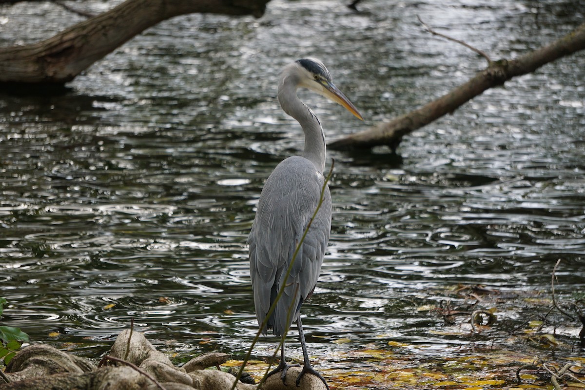 Gray Heron - Mike Slaven